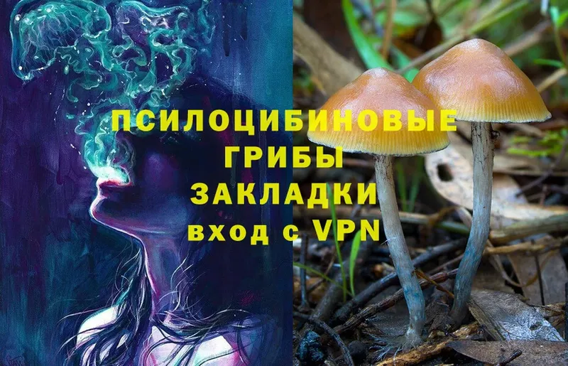 Галлюциногенные грибы Psilocybe  Порхов 